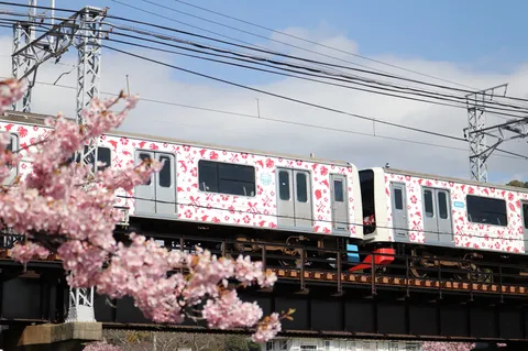 桜のベールとトロピカル列車