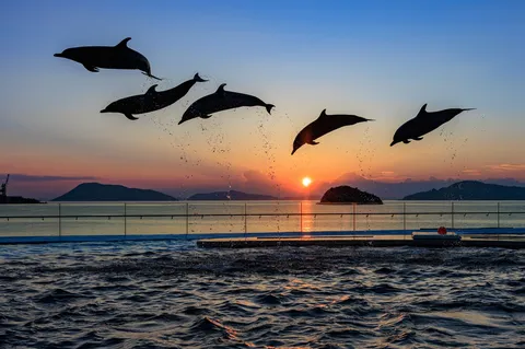 夕焼けダイブ！五連イルカ