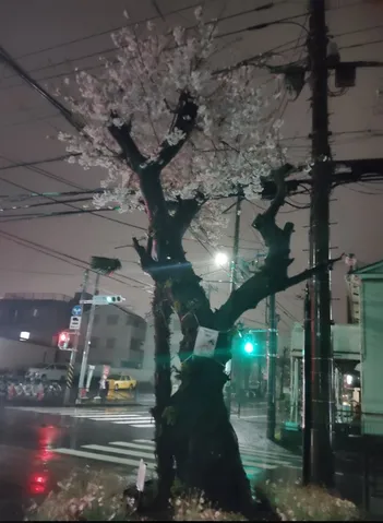 夜桜と都市の迷路