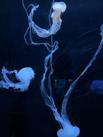 青の海月が踊る瞬間