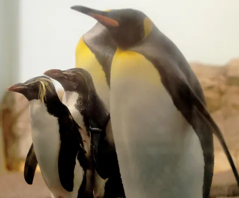 寒風の親子ペンギン