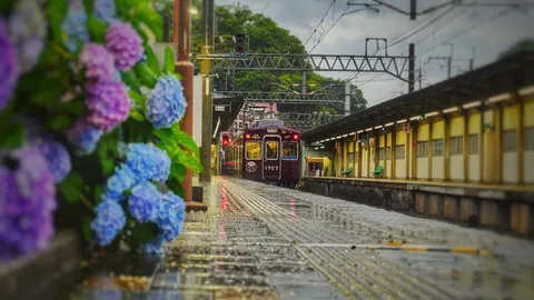 雨模様の駅、彩る紫陽花