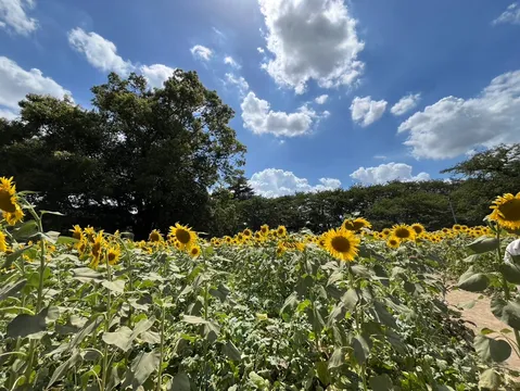 夏空を仰ぐ黄金の海