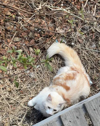 草むらでくつろぐ猫