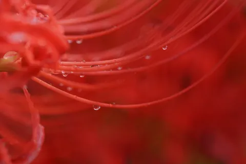滴る鮮紅、妖艶な糸