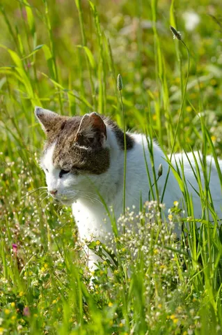 草むらに紛れる猫の気配