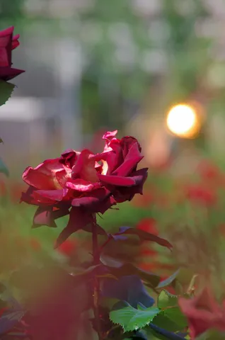 深紅のバラ、陽光に輝く