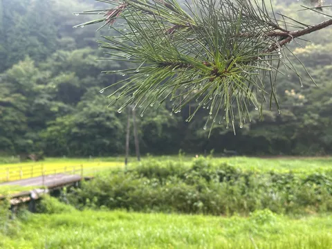 雨粒がきらめく、緑の風景