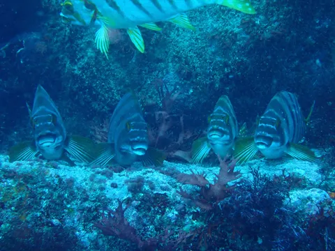 海底の集会、こちらはどなた様？