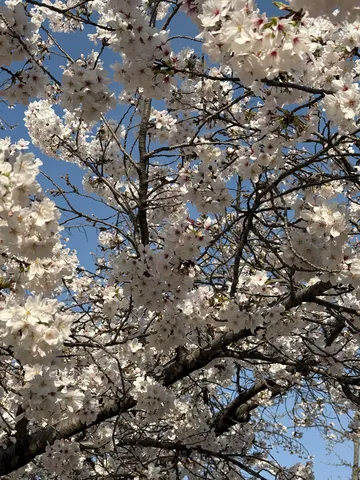 青空に舞う、桜色の綿毛
