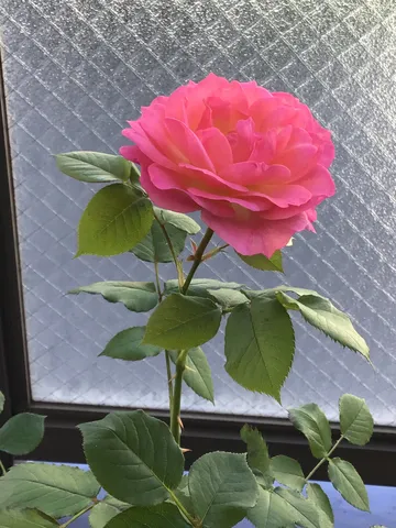 色鮮やかなバラ、窓辺の静けさ