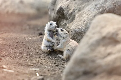 ささやき