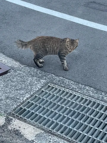 アスファルトの小さな住人