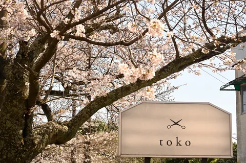 桜の下、ハサミのサイン