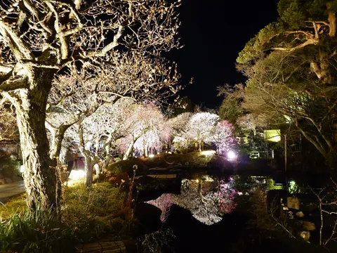 夜桜が映す幻想的な水辺