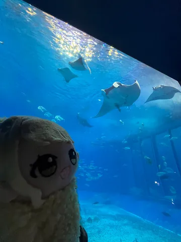 ぬいぐるみと水族館の青い世界