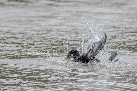 水しぶきを上げる水鳥の躍動感