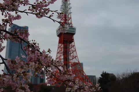 春の枝と赤い塔の対比