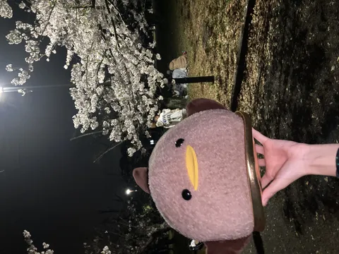 夜桜の下でふわふわ鳥