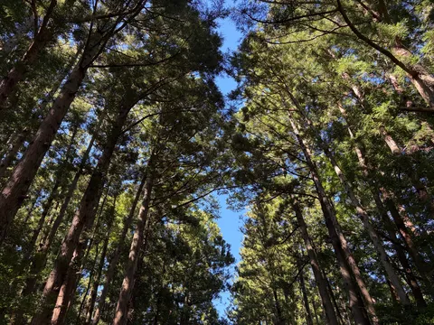 青空を透かす高い木々