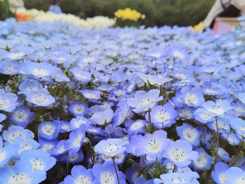 一面に広がる青い絨毯