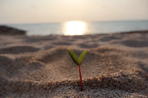 砂浜に芽吹く生命