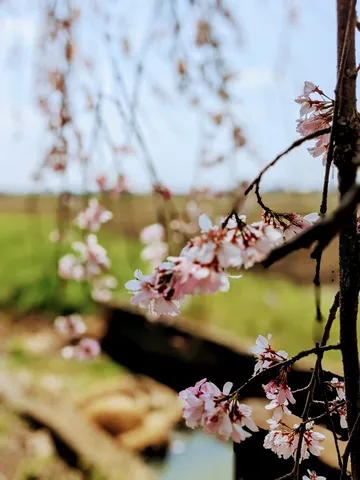 水辺を彩る、桜のやさしさ