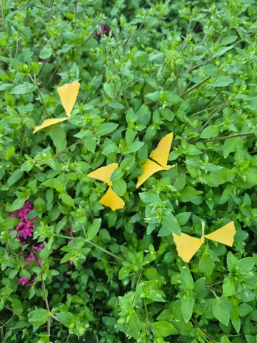 葉っぱに紛れた黄色い宝物