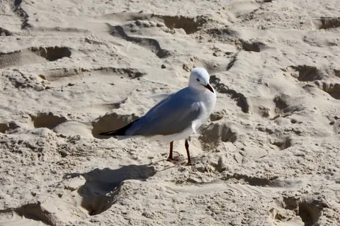 砂浜に佇むカモメの日常