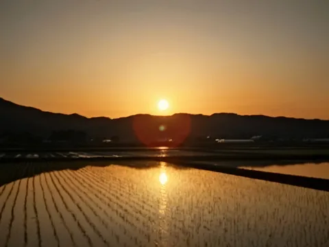 夕日に染まる水田、水平線の反射