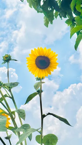 青空に咲く、ひまわりの蕾と開花