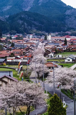 鯉のぼりと桜、山里の春景色