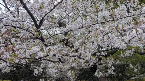 満開の桜、春の息吹