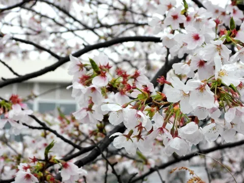 雨上がりの桜景色