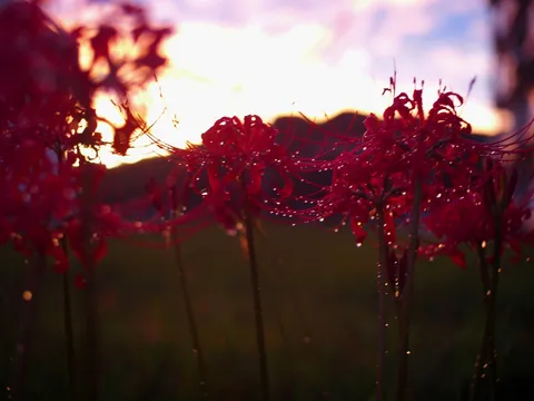 朱い花と夕暮れの静寂