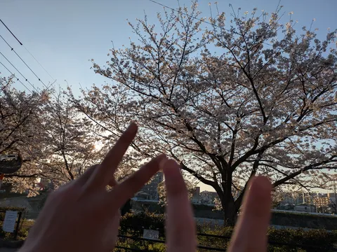 指先からこぼれる、春のきらめき