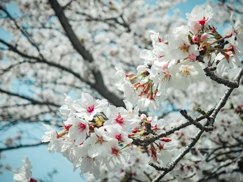 青空と白花の瞬き