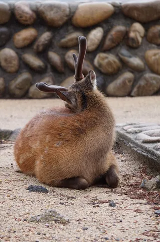 とまる冬の小さな王者