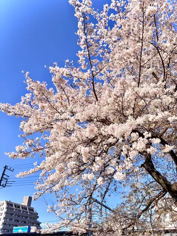 青空に染まる桜の瞬間