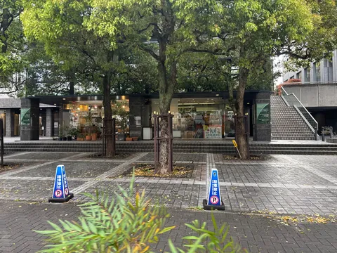 雨中の木