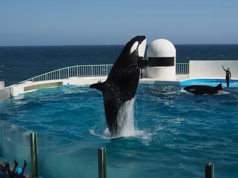 海を背に跳ぶ瞬間