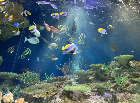 スイスイ優雅な熱帯魚たち