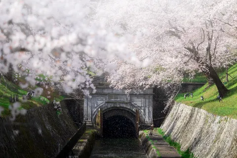 桜降る運河、秘密基地への道？