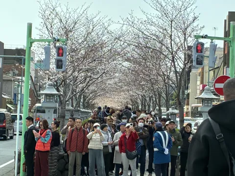 満開の桜の下、信号待ちの群衆