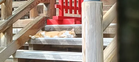 木漏れ日と猫の昼寝