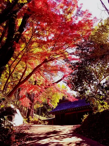 紅葉の道に映る光と影