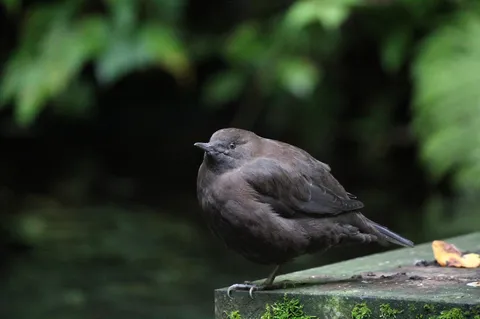 陰影に佇む小さな鳥