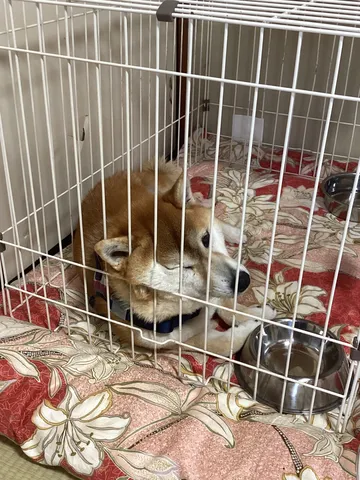 クレートの中の柴犬