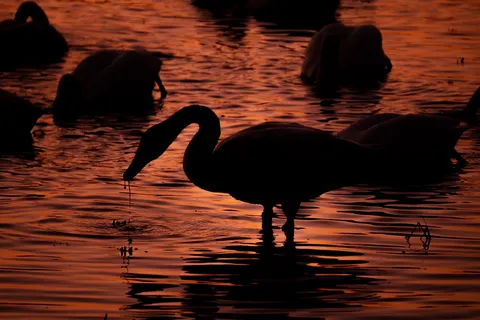 夕映えに溶ける白鳥たち