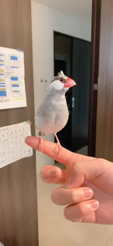 指先でくつろぐ、小鳥のビューティフルデイズ
